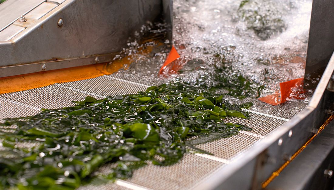 Wakame on a processing line